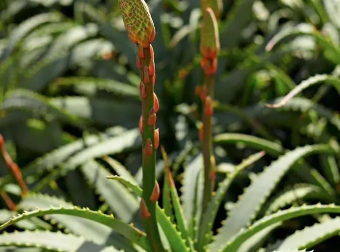 أغناندي سييلو